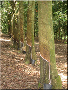 Natural Rubber
